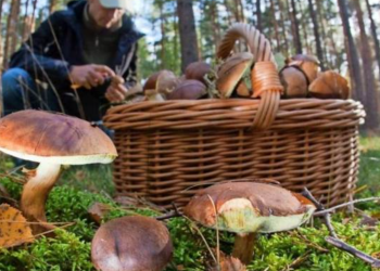 Гриби, зображення з вільних джерел