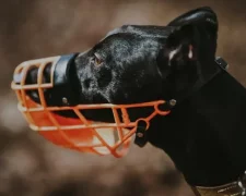 Собака у наморднику. Фото Unsplash