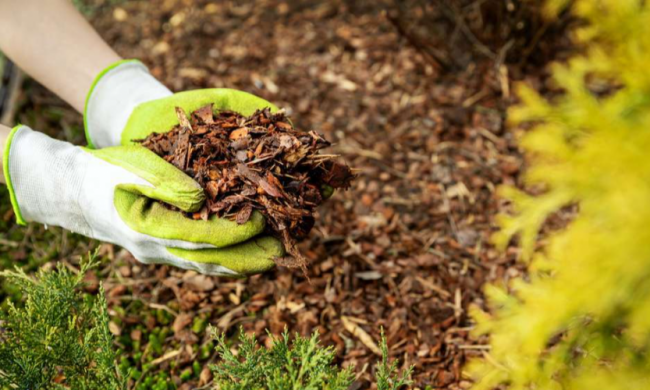 Мульчирование. Фото Волынская Служба Новостей