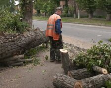 Штормовий вітер влаштував деревопад у Харкові - звалилося на перехожих