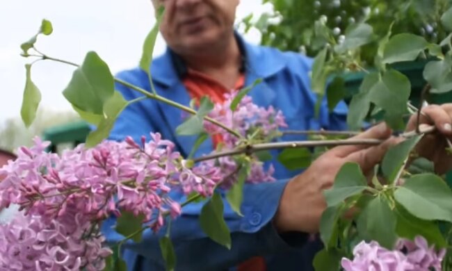 Сирень, фото YouTube