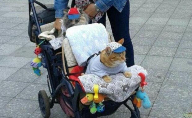 Коты в коляске, фото: Telegram