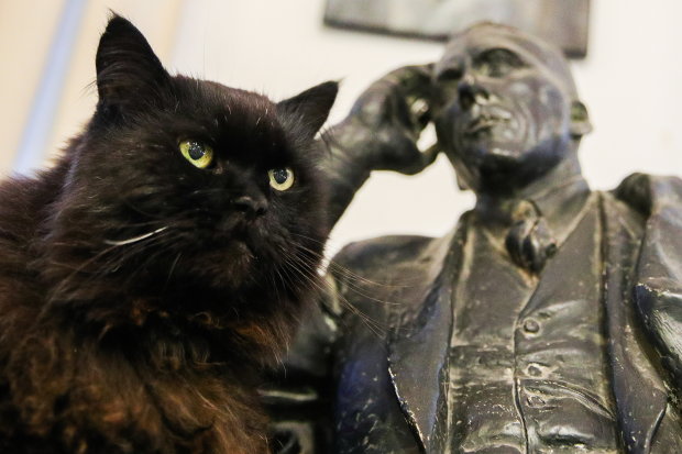 Камера засняла черного кота, растворяющегося в воздухе: Бегемот снова проказничает