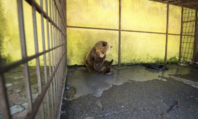 Захисники тварин домоглися звільнення албанського ведмедя