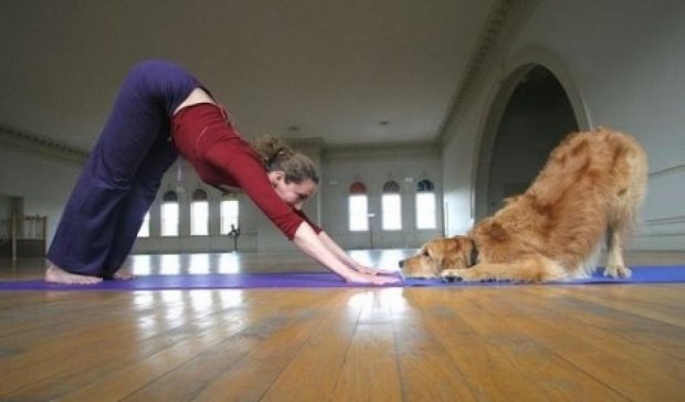Йоги с собаками установили рекорд (фото)