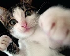 Кот удивил Facebook индийскими танцами