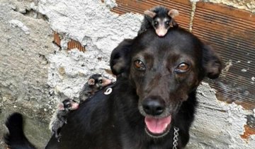 Собака усиновила сімю з п'ятьох опосумів 