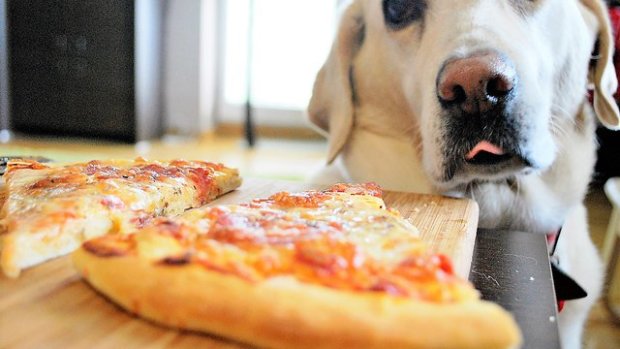 Коварный пес разработал идеальный план по выпрашиванию пиццы, но что-то пошло не так: Штирлиц еще никогда не был так близок к провалу