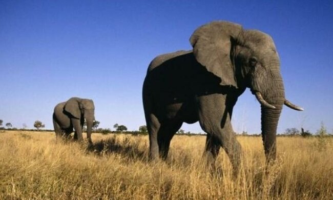 Слон переслідував туристів на сафарі (відео)