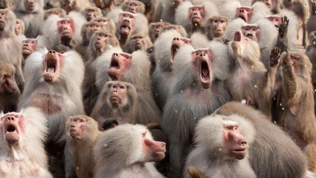 Мавпячий бунт: у Індії зграї приматів відкрили полювання на місцевих жителів