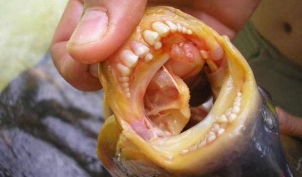 Американец словил рыбу с человеческими зубами