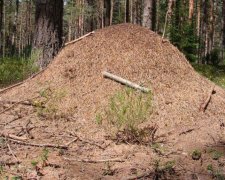 Дослідники з'ясували причину ліні найпрацьовитіших істот