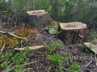 Чорні лісоруби, вирубка лісів \\ фото ДЕІ України у Фейсбук