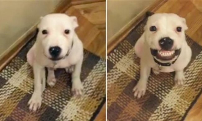Собака посміхається при команді “Скажи сир!” (відео)