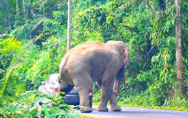 У Таїланді дикий 35-річний самець Діа навалився на автомобіль з туристами: регулярно виходить "привітати"
