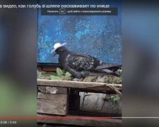 Голуб в капелюсі підкорив користувачів мережі