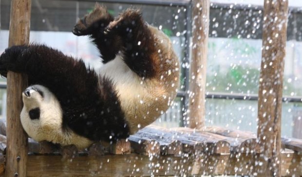 Непослушные панды не хотят купаться (видео)