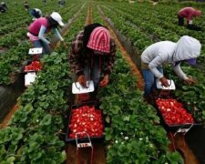 Коли українські заробітчани повернуться додому: названо головні умови