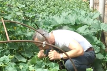Огірки, скріншот з відео