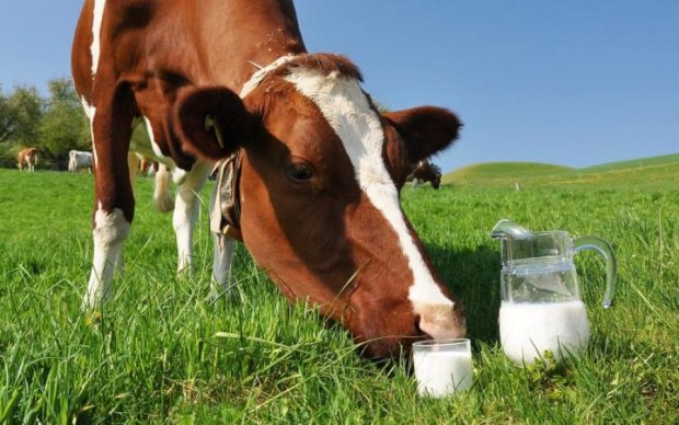 ДТП молоковоза заставила коров пролить скупую слезу: видео