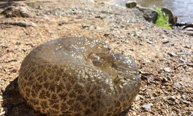 Канадцы нашли старейшее живое "желе"