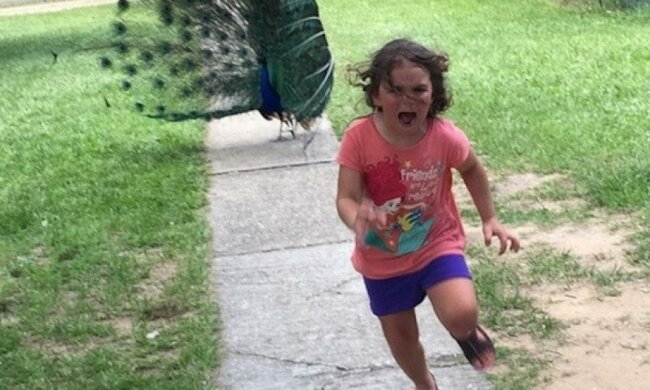 Напуганный павлином ребенок стал интернет-мемом