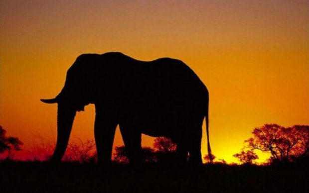 Слоны нашли способ перехитрить браконьеров