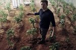 NASA хоче вирощувати картоплю на Марсі