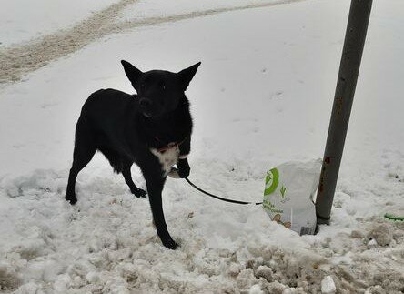 У Львові чоловік покинув собаку на морозі, фото з фейсбук