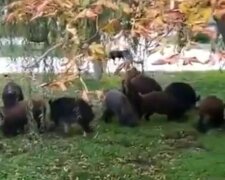 Кабанчики в Олешках, скріншот: YouTube