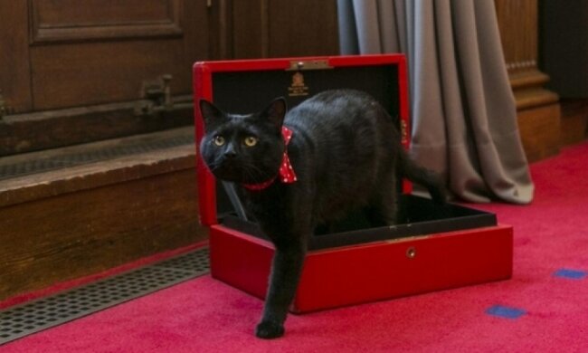 Британський Мінфін узяв на роботу кота