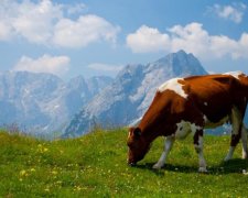 Соцопитування в США: коричневі корови дають шоколадне молоко