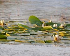 Водяні лілеї та золотаві дерева прикрасили Козацький острів (фото)
