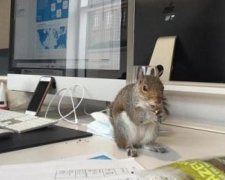 П`ять тисяч лондонців урятували від смерті одну білку