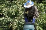 Днепряне могли стать обедом для роя пчел — еле унесли ноги