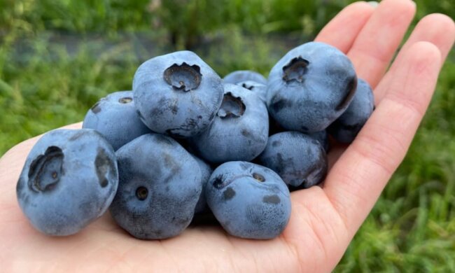 Развитие ягодничества, фото: minagro.gov.ua