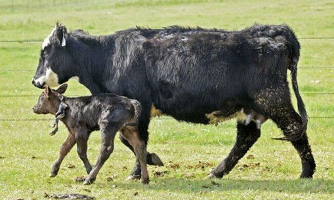 Американский фермер показал шестиногого теленка