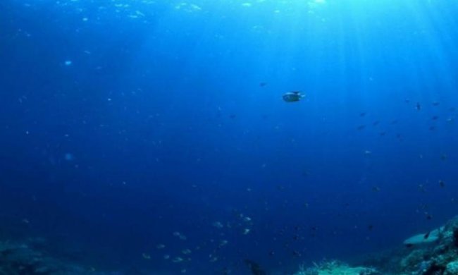 Таємниці Маріанської впадини: вчені показали прозоре чудовисько на дні океану