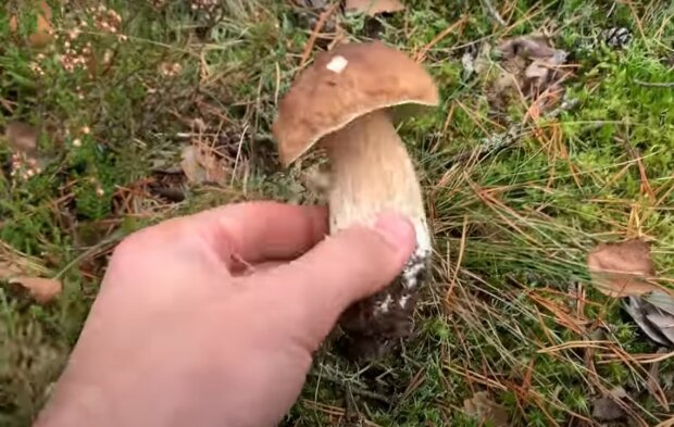 білий гриб, скріншот з відео