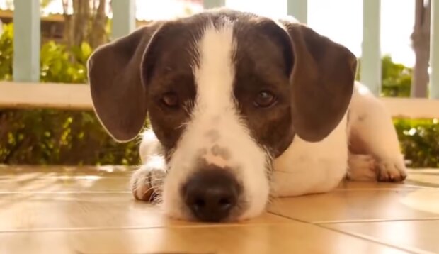 Владелец пса установил скрытую камеру, чтобы найти объяснение странному поведению: ответ трогает до слез
