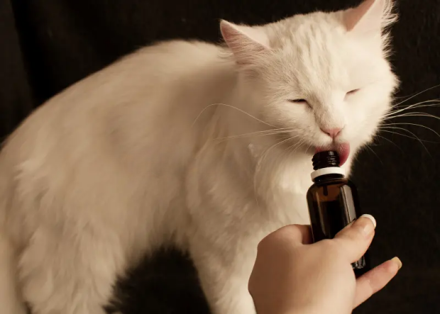 Может даже убить: ветеринары предупреждают об опасности валерьянки для кошек