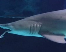 Акула з'їла іншу акулу та стала зіркою інтернету (відео)