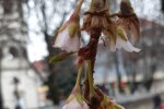 На Закарпатті несподівано прокинулася "шалена сакура" - не дочекалась весни
