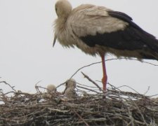 Жители глубинки спасли от гибели самый красивый символ Украины: видео 