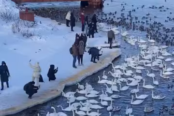 Українці, лебеді, кадр з відео