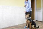 Выгул собаки, фото: скриншот из видео