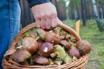 Вот вам и грибочки: на Прикарпатье отравились десятки людей, в лес - ни ногой