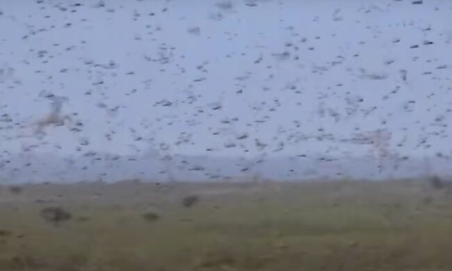 Нашестя сарани. Фото: скрін youtube