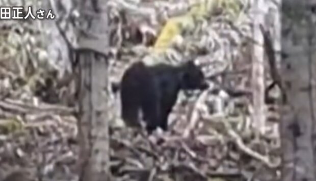 Нападение медведей, скриншот: Youtube