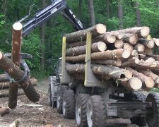 На Винниччине нашли способ противодействовать незаконной вырубке леса: теперь на каждой колоде будет...